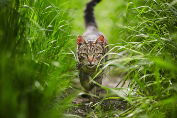 Fototapeta Kot w trawie obraz