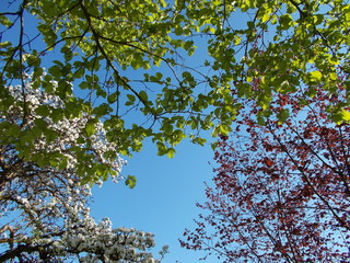 apple tree in bloom