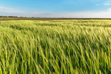 Nice rolling green field. Agricultural field with barley. Beautiful field of cereals (wheat, barley, oats) green on a sunny spring day.