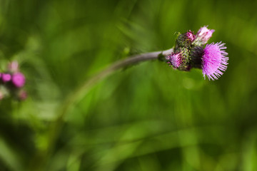 Ostropest plamisty © Krystian Gacek