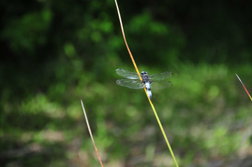 close up detail of dragonfly. dragonfly image is wild with green and bokeh background.