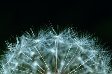 dandelion seeds on black background