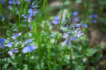 Tiny purple wildflowers floral bokeh. Soft, low shallow focus. Veronica persica - birdeye speedwell, common field-speedwell, persian speedwell, large field speedwell, bird's-eye or winter speedwell.