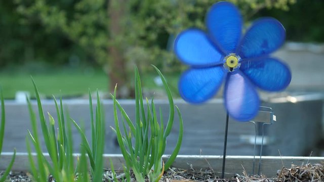 Blue toy pinwheel in a raised flower bed spinning with the wind at sunset. Garden spinner decoration background.