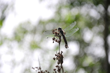 close up detail of dragonfly. dragonfly image is wild with green and bokeh background.