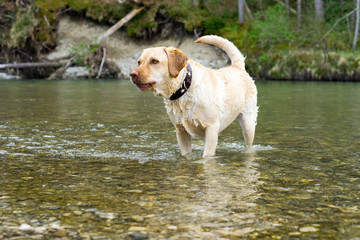 Spielen im Fluss