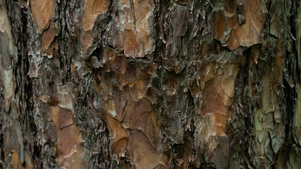 Pine tree brown orange bark in the forest. Texture Background. Macro shooting, closeup