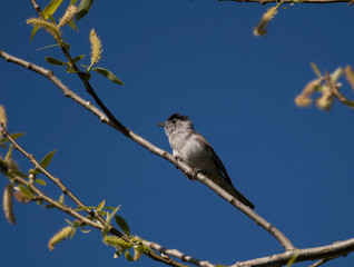Eurasian Blackcap singing on a branch in a park in Stockholm a sunny spring day