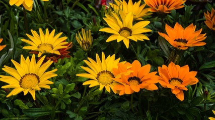 Gazania rigens yellow, orange and red flowers on the flower bed. May, Spring. Macro shooting, closeup