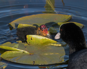 Eurasian coot chicks on water lilies leafs in a pond in Stockholm