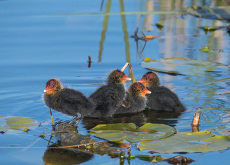 Eurasian coot chicks on water lilies leafs in a pond in Stockholm