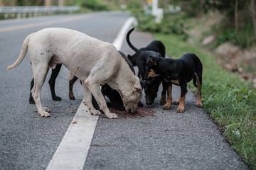 Stray dogs live on the roads in the forest Dirty and hungry, waiting for food. © Anon