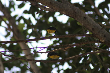 pajaro amarillo comiendo en la rama