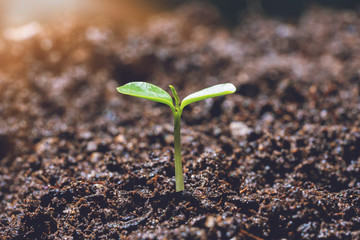 Small trees with green leaves, natural growth and sunlight, the concept of agriculture and sustainable plant growth.