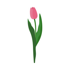 Pink Tulip with a closed Bud. Vector stock flat illustration isolated on a white background.