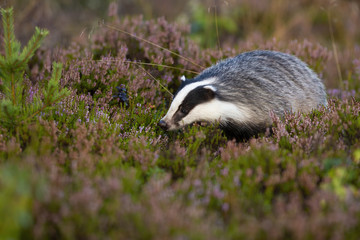 Fluffy european badger, meles meles, looking for food on violet moorland with heather. Wild animal with soft black and white fur animal sniffing for smells with nose in summer nature.