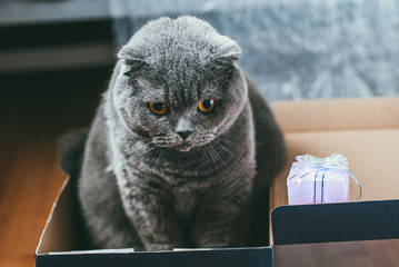 Scottish fold gray cat with orange eyes sits in the shoe box alone and bored. Stay at home coronavirus covid-19 quarantine concept