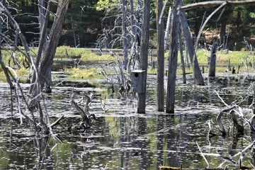 birdhouse in a swamp