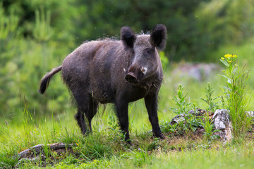 Dangerous wild boar, sus scrofa, looking into camera on a glade in Low Tatras national park, Slovakia, Europe. Threatening mammal staring on green grass by yellow wildflower.