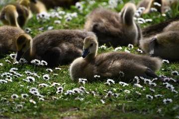 canada goose family