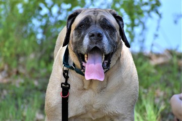 Fototapeta premium portrait of a mastiff