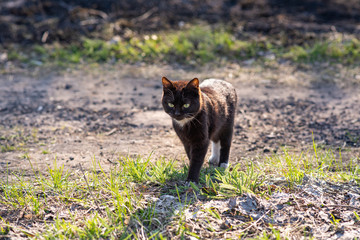 A homeless cat walks along the street, where there is a little green and grass and a little singe