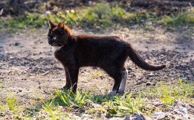 A homeless cat walks along the street, where there is a little green and grass and a little singe