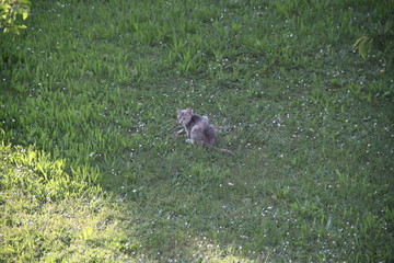 Grey cat eating a mouse on the grass