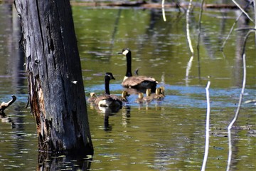 geese on the lake
