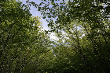 Fototapeta na wymiar beech forest