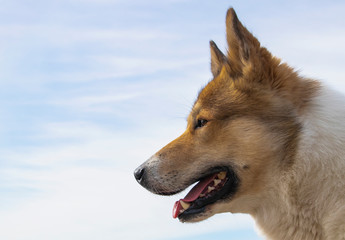 Dog, Siberian husky nicknamed Pirate. Profile of the dog's face.