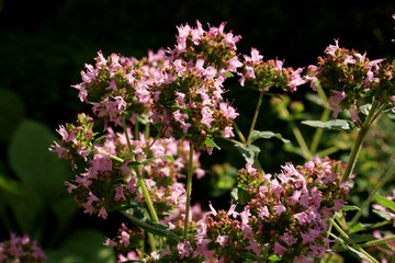 Oregano flowering plant and perennial herb. Medicinal and herbal plant. Macro photography. 