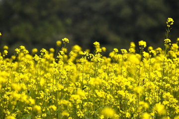 yellow flowers in spring