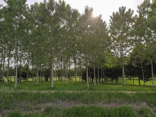 Field with growing poplar trees