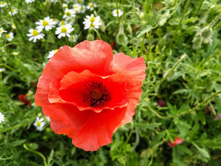 Wild flower of red poppy
