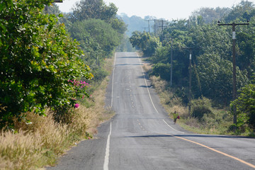 Road with trees on the side for landscape.
