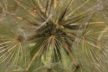 A delicate ball of dandelion seeds. Herb, spice and medicinal plant.