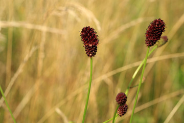 Sanguisorba officinalis growing in a wild meadow. Folk medicinal and spice plant