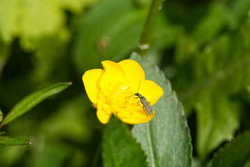 Insects on a beautiful yeloow flower