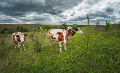 cows graze in a green meadow with bushes in cloudy weather