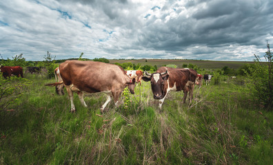 Fototapeta na wymiar cows graze in a green meadow with bushes in cloudy weather