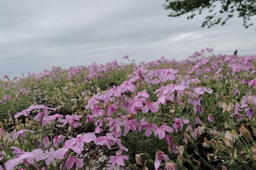 あいにくの曇り空のなかで沢山咲いていた紫の小さな花