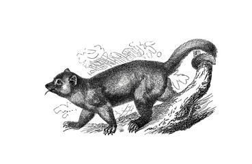 Obraz premium Illustration of a Kinkajou or Potto in popular encyclopedia from 1890