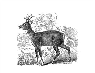Illustration of a Roebuck in popular encyclopedia from 1890 © Szymon