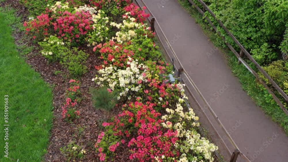 Wall mural Slow flight along the park alley on both sides of which colorful azaleas bloom.