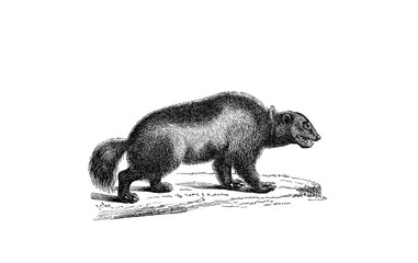 Illustration of a Glutton or Wolverene in popular encyclopedia from 1890