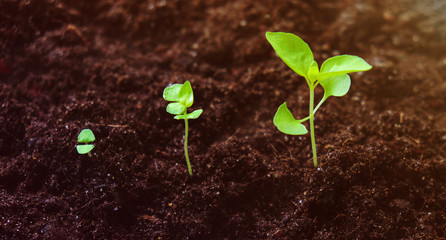 Growing crops on fertile soil and watering plants, including showing stages of plant growth, cropping concepts and investments for farmers.