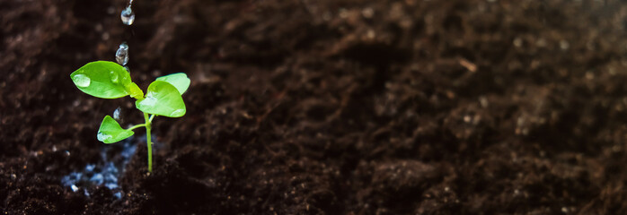 Growing crops on fertile soil and watering plants, including showing stages of plant growth,...