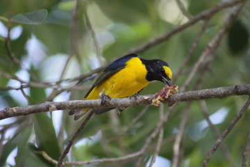 pajaro amarillo comiendo en la rama