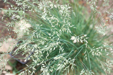 Decorative Ovine fescue selective focus